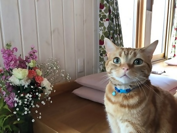 写真：春の花の甘い香りを楽しむ、室内飼育「あつた猫（にゃん）」のモデルと区長家の猫
