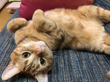 写真：飽食と昼寝を積み重ね、（腹回りが）大きく成長した区長家の猫