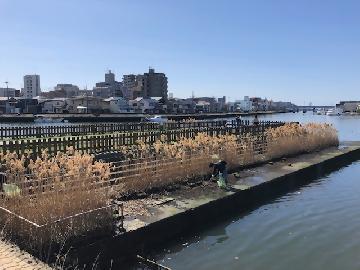 写真：堀川沿いを清掃する熱田湊まちづくり協議会の方
