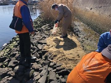 写真：堀川沿いの右岸に葦を植えるための砂入れの様子