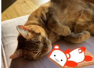 写真：安心して眠りについた区長の愛猫