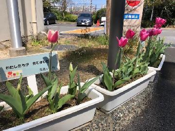 チューリップの写真1