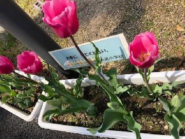 チューリップの写真2