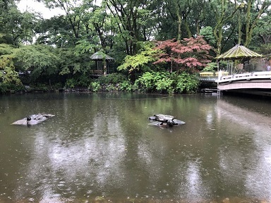 写真：亀に見える石