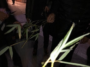 写真：いただいた竹