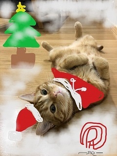 写真：猫のごん