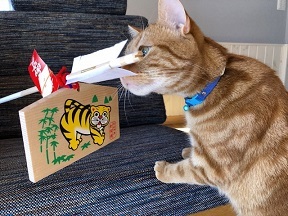 写真：破魔矢と猫のごん