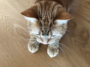 写真：お辞儀をしているように見える猫のごん