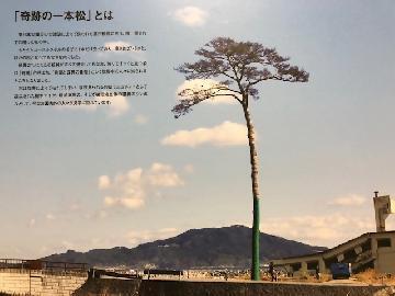 写真：奇跡の一本松