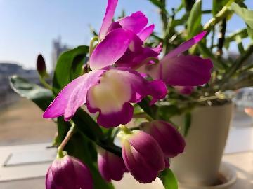 写真：区長室のランの花