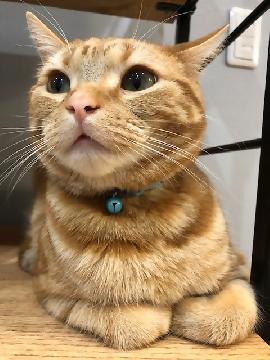 写真：区長が飼っている猫