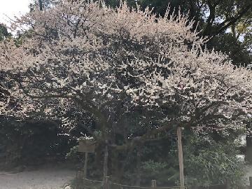 写真：満開の「ならずの梅」