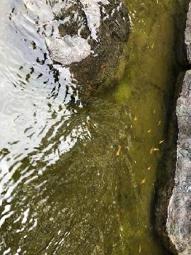 川を泳ぐめだかの写真