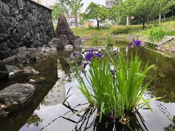 ハナショウブの写真