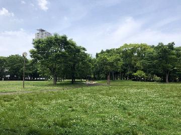 神宮東公園のシロツメクサの写真