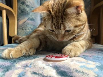 写真：猫とブランドマークキーホルダー