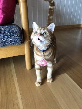 写真：ブランドマークキーホルダーを付けた猫