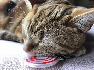 写真：ブランドマークキーホルダーと眠る猫