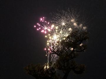 写真：花火(ピンク)