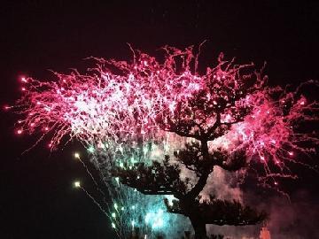 写真：花火(ピンク)大