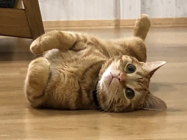 猫がゴロンしている写真