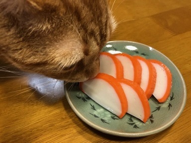 写真：かまぼこに興味津々な猫
