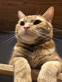 写真：遠くを見つめるごんくん