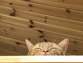 写真：区長の猫の顔