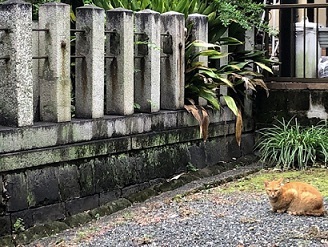 写真：松姤社の前に座る猫
