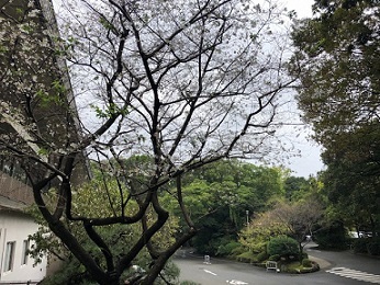 写真：熱田神宮のシキザクラ