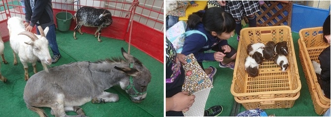 写真：動物に興味津々です（いちごふれあい動物園）