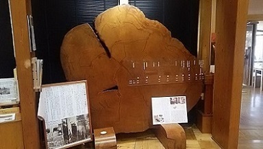 写真：大檜年輪板