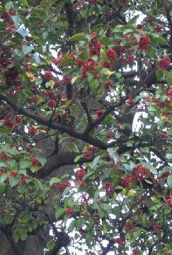 写真：区の木（クロガネモチ）