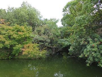写真：白鳥庭園の緑〈風景の成熟〉