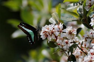 写真：白鳥庭園の生き物たち〈生物多様性の醸成〉1