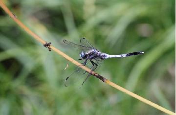 写真：白鳥庭園の生き物たち〈生物多様性の醸成〉2