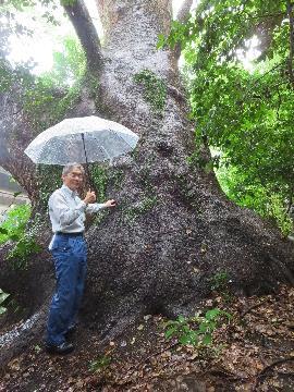熱田神宮の大楠の写真