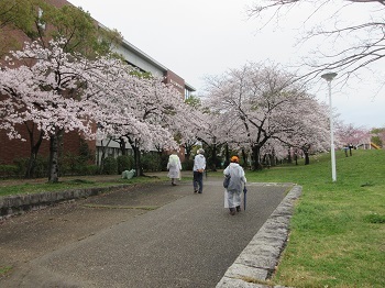 写真：白鳥公園の桜付近を歩く様子