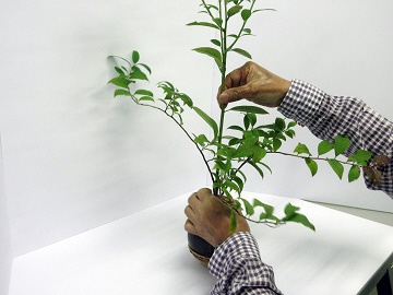 写真：ズイナの葉を活けている様子