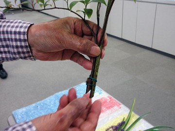 写真：枝を輪ゴムまとめている様子