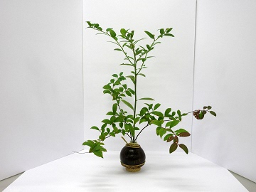 ズイナの葉を活けた後の写真