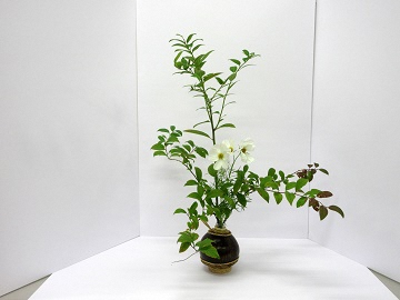 白色のコスモスを活けた写真