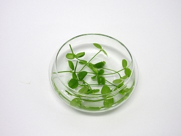 ディスキディアを入れた写真