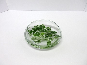 ヒポエステスを活けた写真