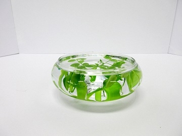 ディスキディアの葉と水を入れて横から見た写真