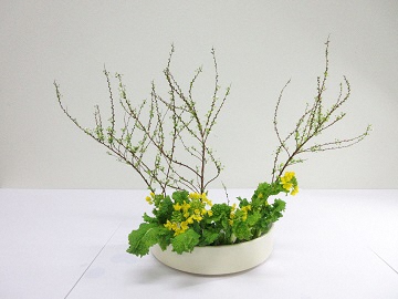 ナノハナを生けて正面から見た写真