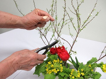 ユキヤナギの枝を調整している写真