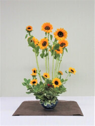 写真：令和5年度　季節の花（7月）