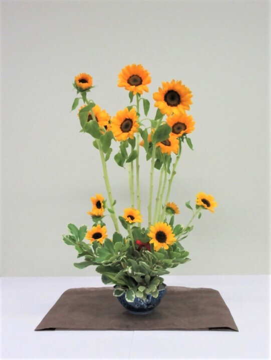 写真:季節の花 令和5年7月