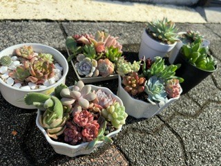 写真:多肉植物